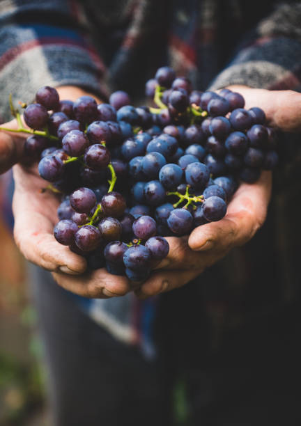 istock Farmers hands with freshly harvested grape 863371078