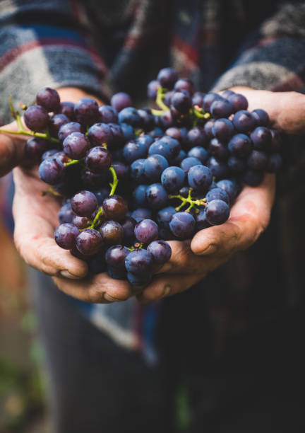 farmers hands with freshly harvested grape - nature selective focus green vertical imagens e fotografias de stock