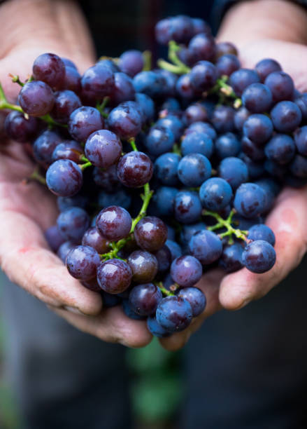 istock Farmers hands with freshly harvested grape 863371116
