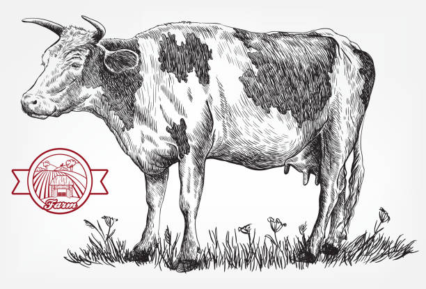 ilustraciones, imágenes clip art, dibujos animados e iconos de stock de vaca de cría. cría de animales. ganado - animal husbandry illustrations