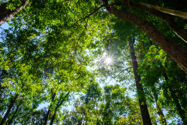 istock Looking up into the Forest, Path among the trees in the forest. sunlight 863375640