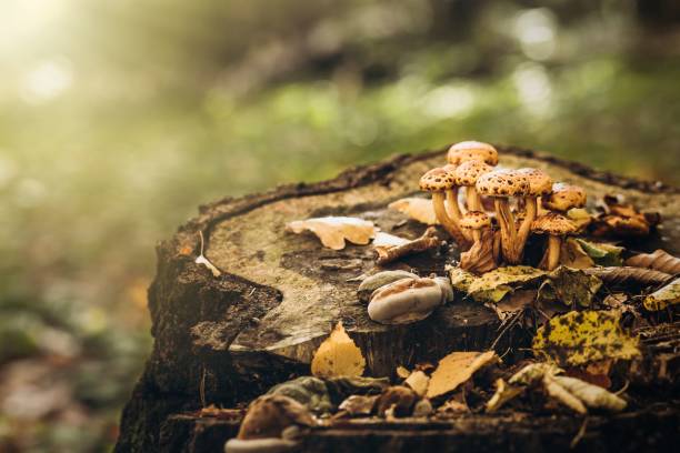 tóxico hongos  - sphagnum bog galerina fotografías e imágenes de stock