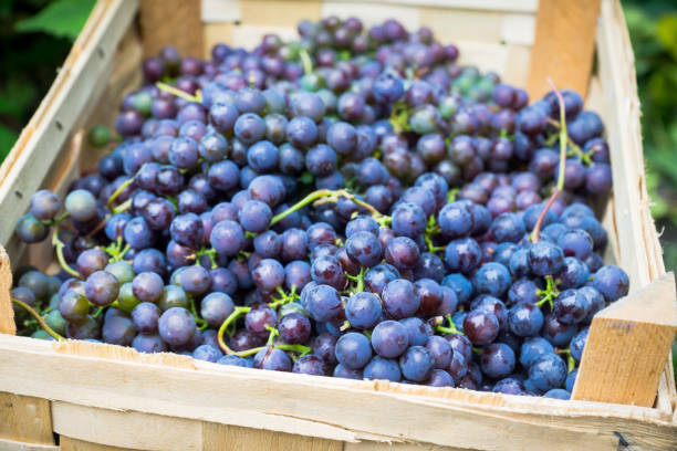 istock Grape in the wooden crate 863382938