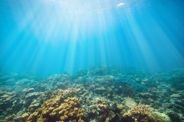 istock Underwater coral reef on the red sea 863383372
