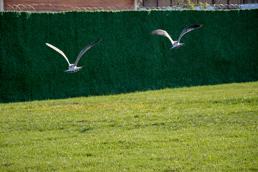 Beautiful seaside bird seagulls flying on the green grass