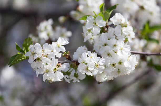 istock white flowers on the tree in nature 863397080