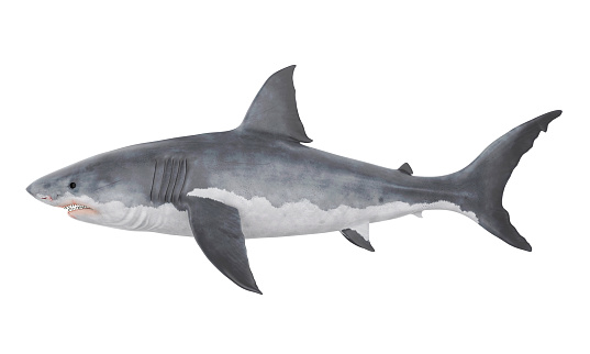 Great White Shark isolated on white background. 3D render