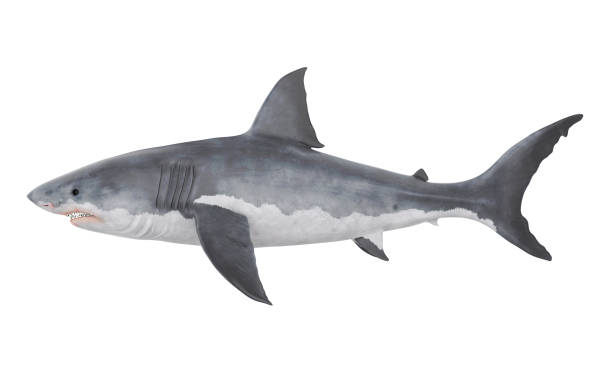 Great White Shark Isolated Great White Shark isolated on white background. 3D render shark stock pictures, royalty-free photos & images