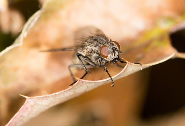 istock Fly on autumn leaves in nature. close-up 863399718