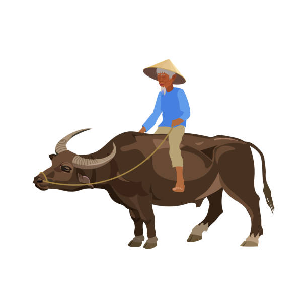 Man riding water buffalo Old man riding water buffalo. Vector illustration on the white filipino ethnicity stock illustrations
