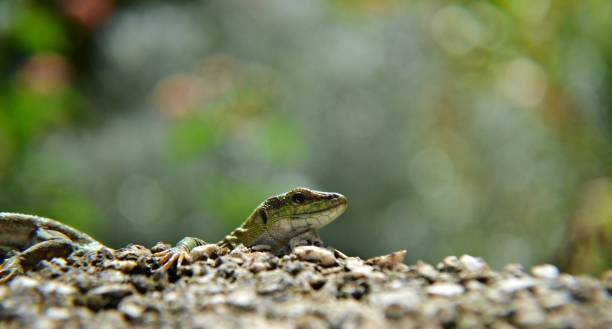 istock Little green lizard peeking behind the wall 863415126