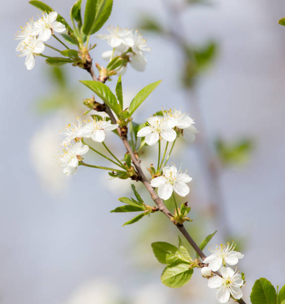 istock white flowers on the tree in nature 863423214