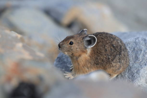 istock Pika Glacier NP Montana USA 863433874