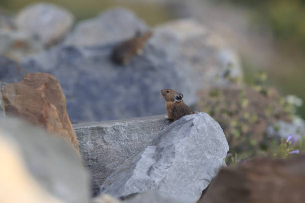 istock Pika Glacier NP Montana USA 863433876