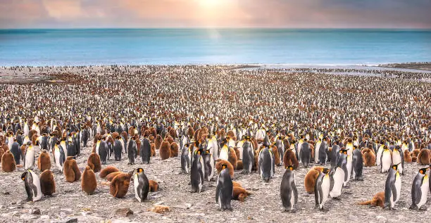 Thousands of adult and juvenile king penguins standing together on beach. Sunlight with bokeh in the sky.