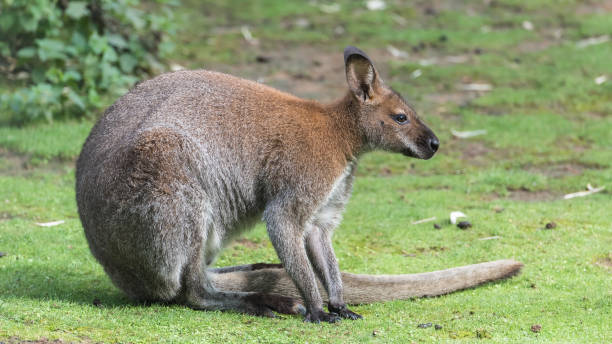 큰 캥거루 - wallaroo 뉴스 사진 이미지