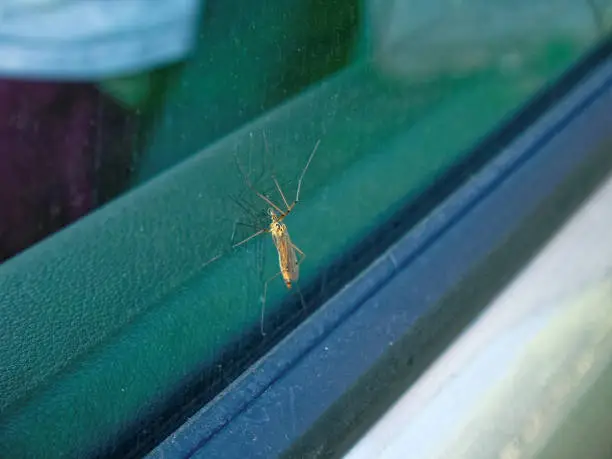 a large mosquito on the windshield of a car in summer, Russia
