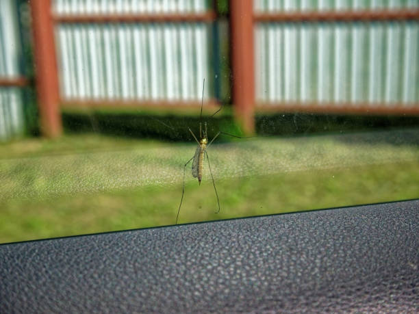istock a large mosquito on the windshield of a car in summer 863444232
