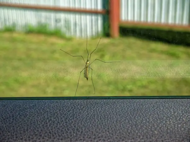 a large mosquito on the windshield of a car in summer, Russia