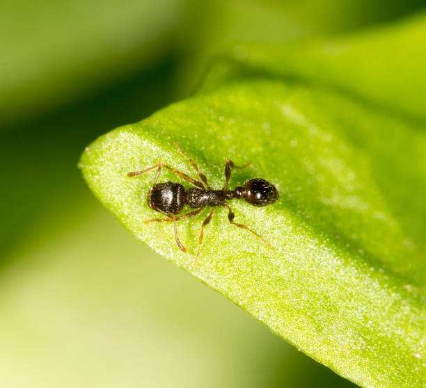 istock ant in nature. close-up 863450342