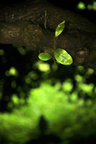 istock Beauty in nature 863450756