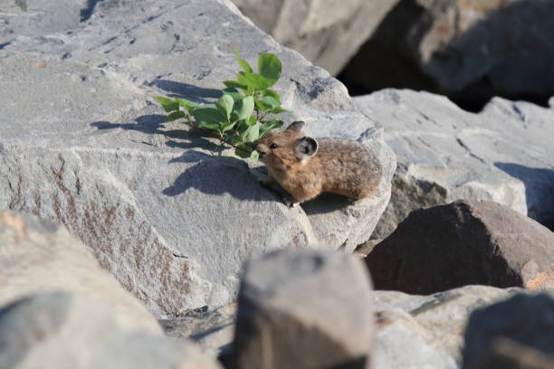 istock Pika Glacier NP Montana USA 863451064