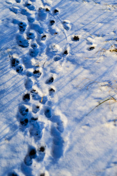 impresiones de la pata en la nieve - paw print animal track dirt track fotografías e imágenes de stock