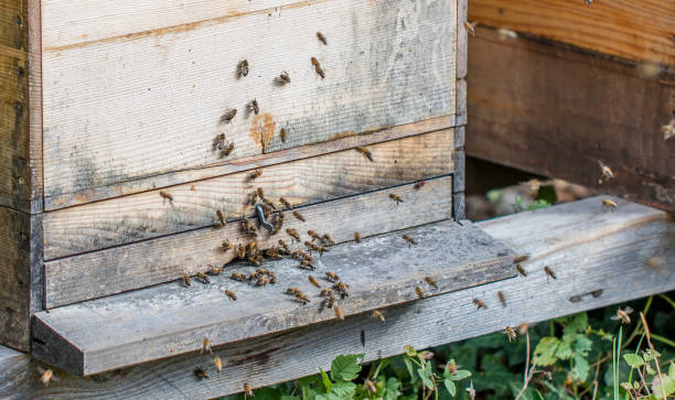 istock bees collecting flower pollen in a hive 863453630