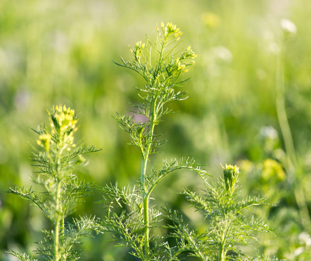 istock flowering herbs in nature 863459364