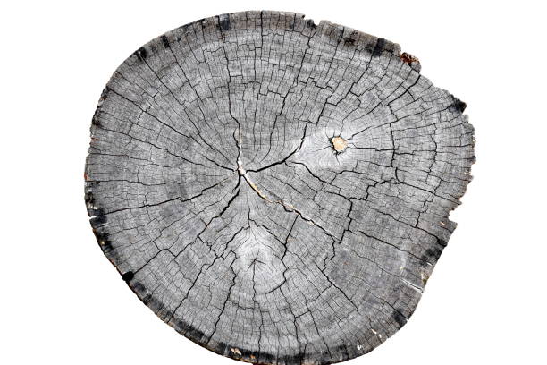 istock Old tree trunk with cross section cutting Texture isolated on white background 863466702