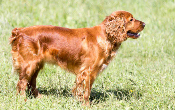 istock red dog on the nature 863466704