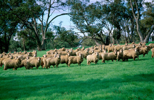 istock Merino sheep, grazing in green pasture. 863466734