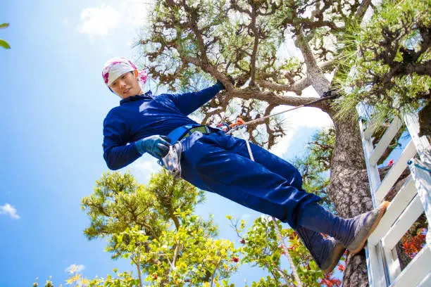 Photo of Young Japanese Gardener pruning pine tree