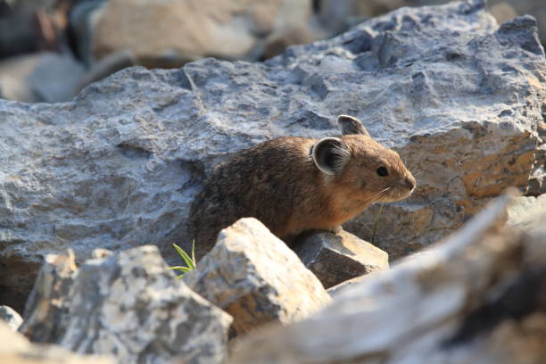 istock Pika Glacier NP Montana USA 863467082