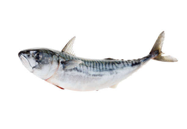 Fresh atlantic mackerel isolated on white stock photo