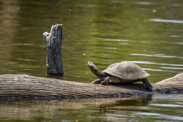 istock angulate tortoise in Kruger National park, South Africa 863476366
