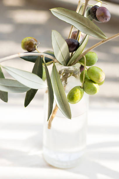 istock Still life with branches of olive tree with multicolored olives in the morning light 863477024