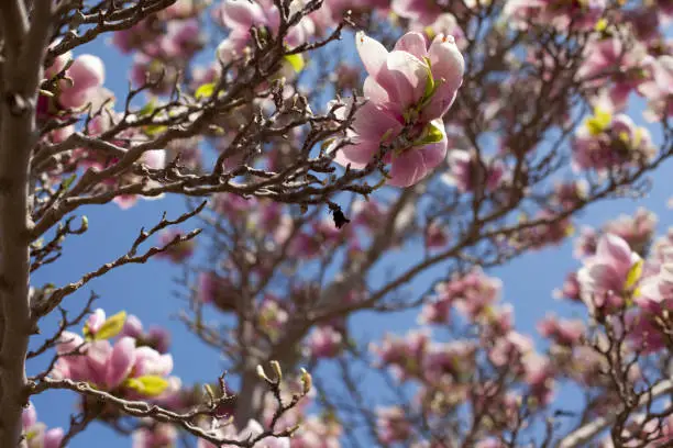 Magnolia blossom