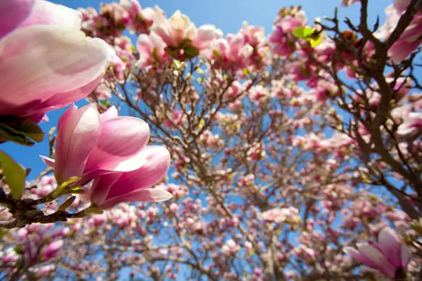 Magnolia blossom