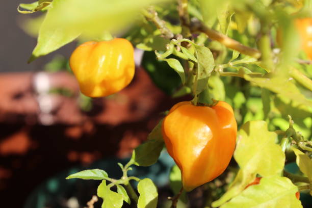 istock Orange Chili on the Plant 863485778