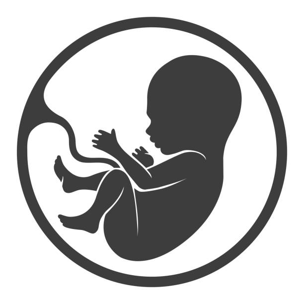 anak manusia prenatal dengan siluet plasenta - janin ilustrasi stok
