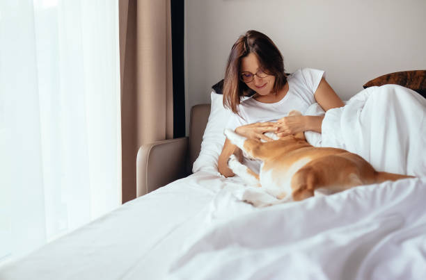 istock Woman plays with beagle dog in bed 863488512