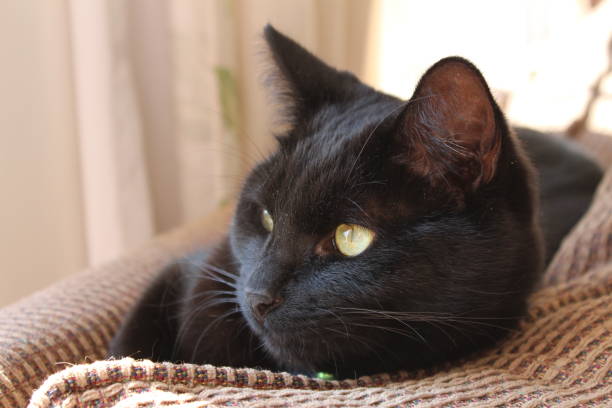 istock Portrait of a Black Cat 863488752