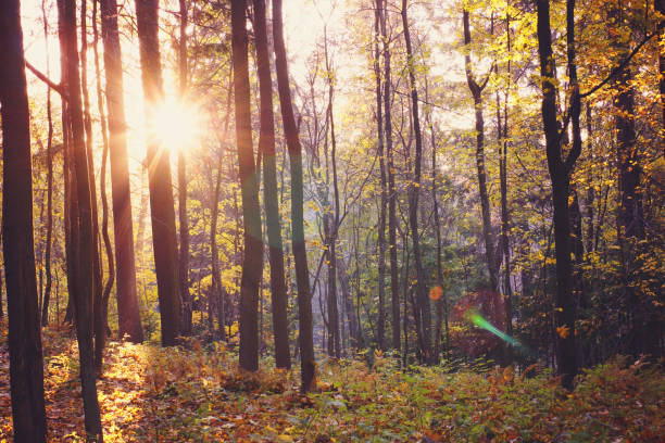 istock The sun between the trunks of trees in a bright autumn forest 863489178