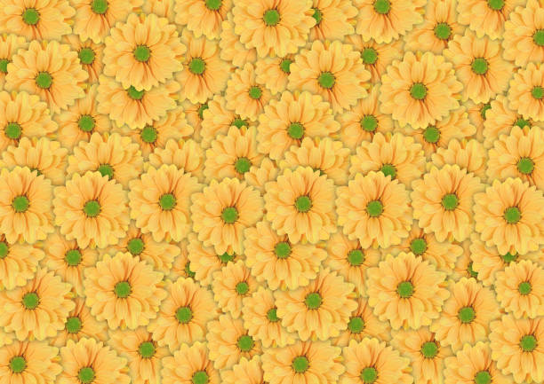 Big beautiful background of yellow daisy flower on table