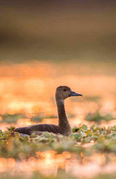 dendrocygne moindre au lever du soleil - white faced whistling duck photos et images de collection