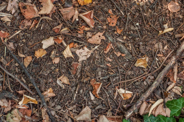 istock Forest ground soil with lot brunch and dry leaf background 863497716