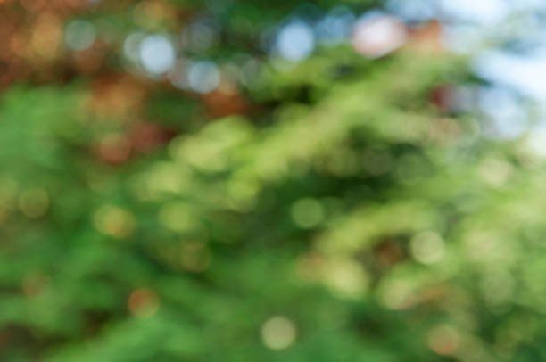 istock Green bokeh abstract colorful background green bush tree 863498254