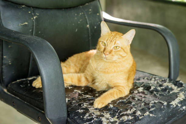 istock Red cat sitting on a chair was a scratch from a cat. 863498318