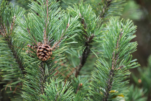 istock Fresh green soft focus close-up of pine tree 863500982